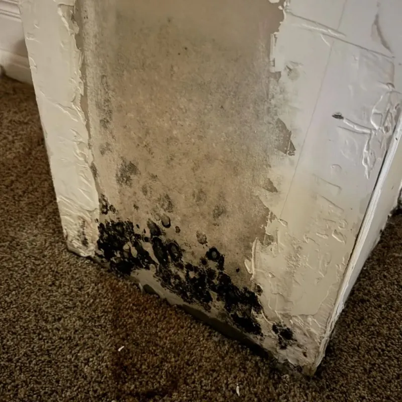 Professional Mold Removal in Morgan County, IN